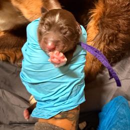 Acadia - Red tri female Miniature Australian Shepherd puppy in Macomb, Missouri from Show Me MO Aussies