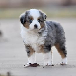 Miniature American Shepherd, Miniature Australian Shepherd, and Toy Australian Shepherd Puppies from Shooting Stars Ranch Toy and Mini Aussies