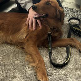 Companion Cross and Golden Retriever Puppies from Happy Tails Mini Goldens