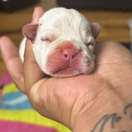 Male 2 - White male French Bulldog puppy in Lawrenceville, Georgia from Amore Frenchies