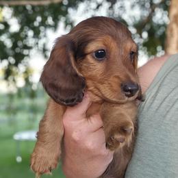 Dachshund Puppies from Loyal Lil Dachshunds