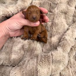 Walter - Cream male Cavapoo puppy in Midland, North Carolina from Rocky River Cavapoos