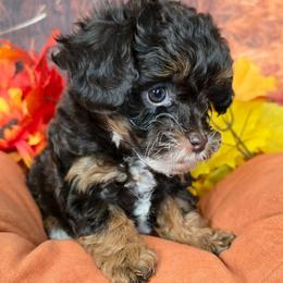 Saturn - Red tri-color male Aussiedoodle puppy in Prescott Valley, Arizona from Ramirez Family Doodles