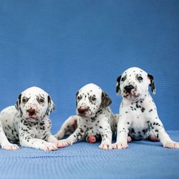 Dalmatian Puppies from CountrySide Dalmatians