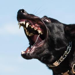 German Shepherds from Kilöff Working German Shepherds