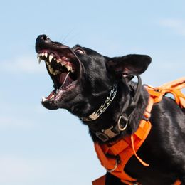 German Shepherds from Kilöff Working German Shepherds