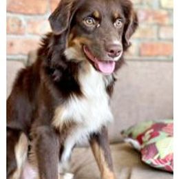 Max - Miniature Australian Shepherd