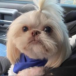 Gizmo - Shih Tzu