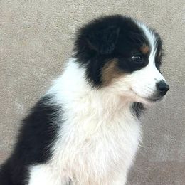 Melody - Black tri-color female Australian Shepherd puppy in Golden Valley, Arizona from Desert Wind Kennels