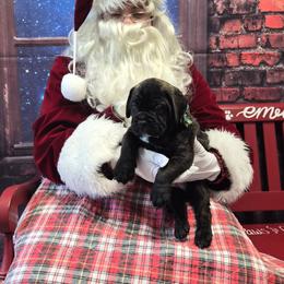 Marley - Red fawn brindle female Bullmastiff puppy in South Attleboro, Massachusetts from Bessettes Bullies