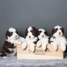 Australian Labradoodle Puppies from Napa Valley Australian Labradoodles