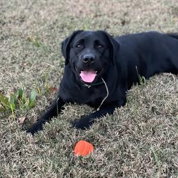Labrador Retriever All Grown Up from Tidal Retrievers