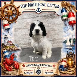 Tug - Parti male Goldendoodle puppy in North Conway, New Hampshire from Arbor Grace Doodles