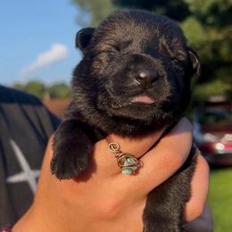 Kobra - Sable female German Shepherd puppy in Salem, Ohio from von den Kilöff Working German Shepherds