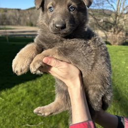 German Shepherd Puppies from Scenic City Shepherds