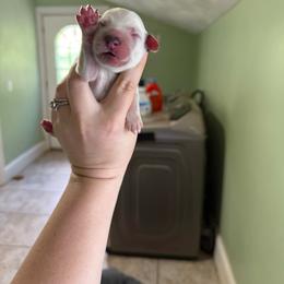 Brown - White and liver brown male Dalmatian puppy in Kentucky from A’s Spots & Dots Dalmatians