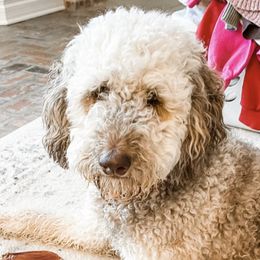 Poodles from Southern Rose Kennel