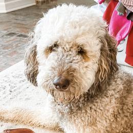 Poodles from Southern Rose Kennel