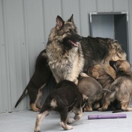 Shiloh Shepherd Puppies from Solace Shilohs