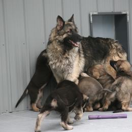 Shiloh Shepherd Puppies from Solace Shilohs