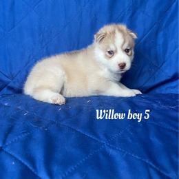 Willow boy 5 - Brown and white male Siberian Husky puppy in Ocala, Florida from Florida Husky Puppies