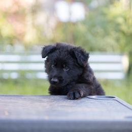 German Shepherd Puppies from Zwinger Vom Rabenauge