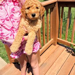 Pink Collar - Apricot female Goldendoodle puppy in Ottawa, Kansas from Kansas Country Doodles