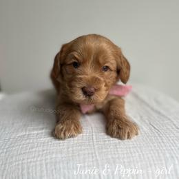 Harbor - Caramel female Australian Labradoodle puppy in Belding, Michigan from Rutu Australian Labradoodles