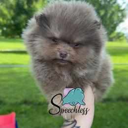 Alfredo- 3500.00 dollars - Lavender male Pomeranian puppy in Perry County, Ohio from Speechless Pom’s