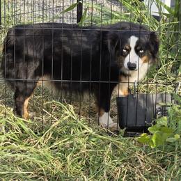 Ramie - Miniature American Shepherd