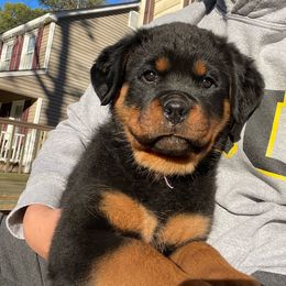Girl 2 - Black and tan Rottweiler puppy in Chesterfield, Virginia from vom Brismore Rottweilers