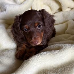 Truffle - Chocolate female Dachshund puppy in Kennebec, South Dakota from Lila's Dachshunds