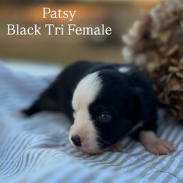 Patsy - Black tri female Miniature Australian Shepherd puppy in Louisville, Mississippi from Magnolia Spring Aussies