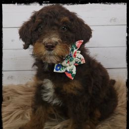 Penny - Red tri-color female Aussiedoodle puppy in Farley, Iowa from Iowa's Doodle Co.