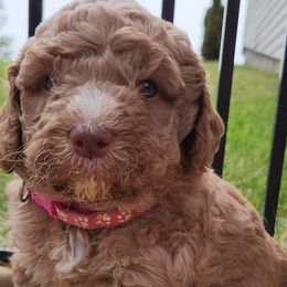 Elizabeth - Caramel female Labradoodle puppy in Fostoria, Michigan from North Country Kennel Club