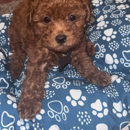 Louie - Red  male Poodle puppy in Okc, Oklahoma from Designer Poos By Diva