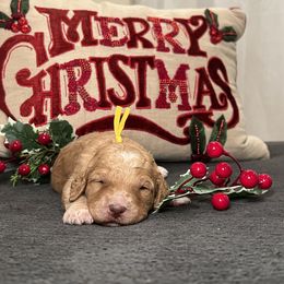 Goldendoodle Puppies from S_and_b_doodles