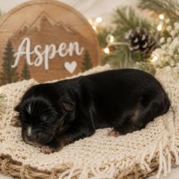 Aspen - Black tri male Miniature Australian Shepherd puppy in Paris, Texas from Kuttin’ Up Mini Aussies