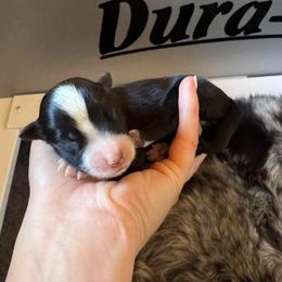 BOY 1 - Black & white male Australian Shepherd puppy in San Tan Valley, Arizona from SJR AUSSIES