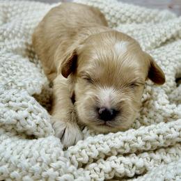 Coco - Apricot male Cavapoo puppy in Lancaster, Missouri from Cavapoo Acres