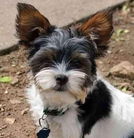 Milo - Yorkshire Terrier