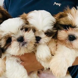 Shih Tzus from Shihtzuadorable