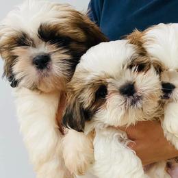 Shih Tzus from Shihtzuadorable