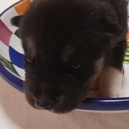 Dusk - Black and white female Siberian Husky puppy in Middlebury, Vermont from Rebel Huskys