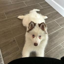Pomsky and Siberian Husky Puppies from Whitmore Wolfpack LLC
