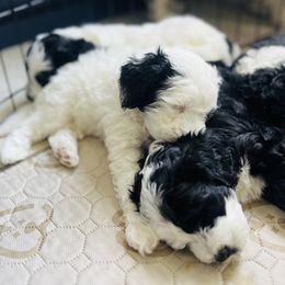 Sheepadoodle Puppies from Downriver Doodles