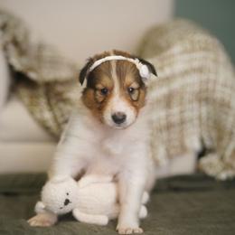 Dutchess temporarily on hold - White female Collie puppy in Blacksburg, Virginia from Blackberry Hills Cattle dogs and Collies