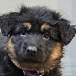 German Shepherd Puppies from Circle Oaks Shepherds