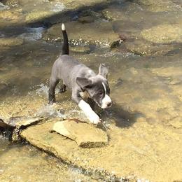 Mountain Cur Puppies from Walnut Ridge Mountain Curs