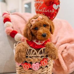 Aurora - Red  female Goldendoodle puppy in Iola, Texas from Supreme Doodles of Texas
